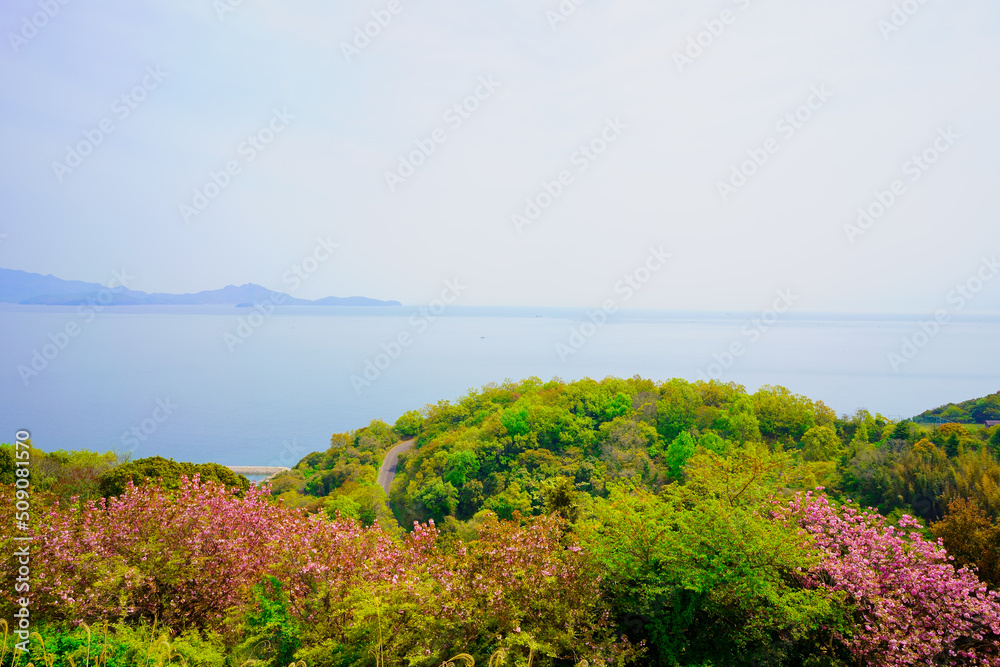 桜 瀬戸内海 香川県さぬき市大串公園 桜 瀬戸内海 香川県さぬき市大串公園