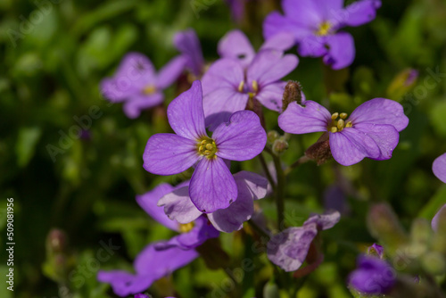 Fototapeta Naklejka Na Ścianę i Meble -  Blooming purple rock cress flowers in sunny spring day macro photography. Blossom Aubrieta flowers with violet petals in springtime close-up photo.