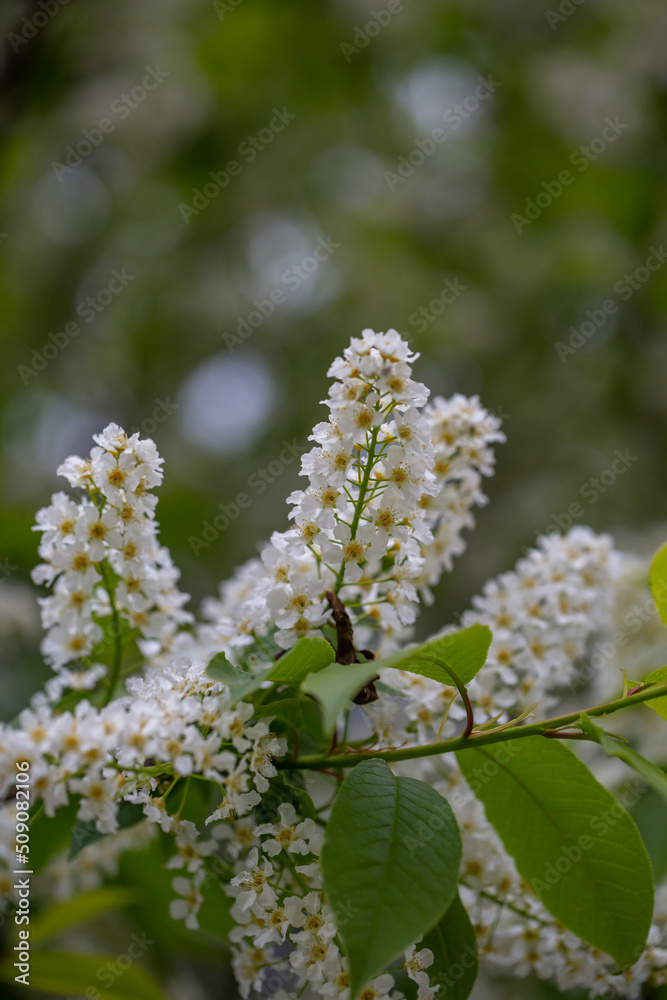 Blooming bird cherry macro photo in spring time. Spring blossom on a hackberry tree close-up photo. Blooming flowers with white petals on tree branches on a spring day. Blooming bird cherry macro photo in spring time. Spring blossom on a hackberry tree close-up photo. Blooming flowers with white petals on tree branches on a spring day.