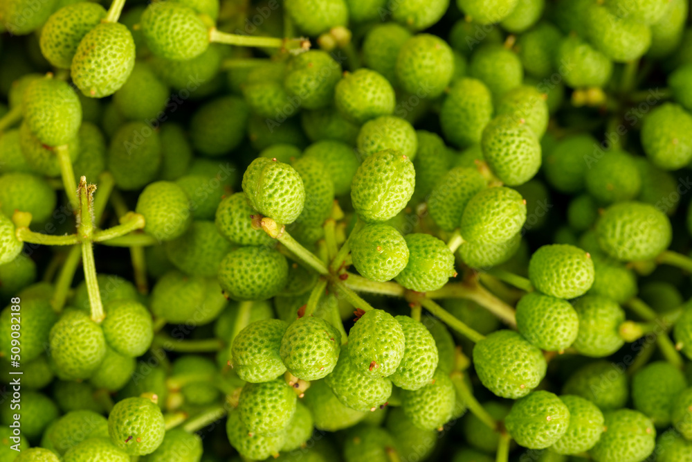 Harvested green Japanese peppercorn (Zanthoxylum piperitum) for cooking