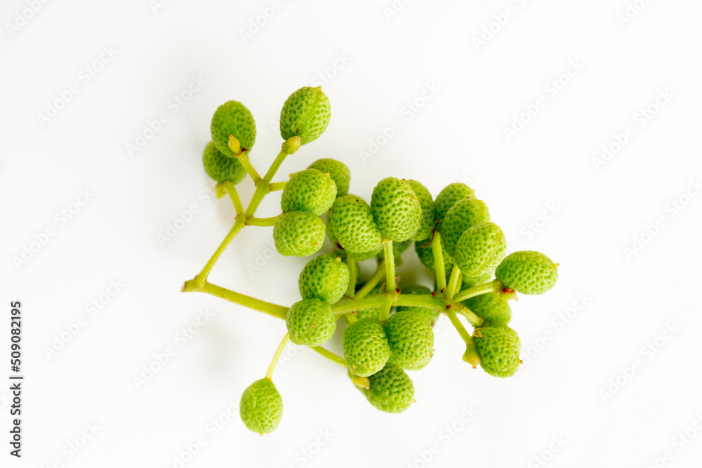 Harvested green Japanese peppercorn (Zanthoxylum piperitum) for cooking