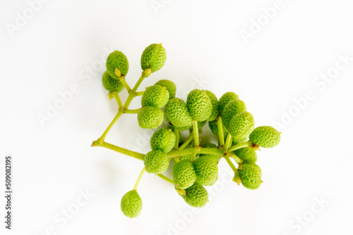 Obraz na płótnie Harvested green Japanese peppercorn (Zanthoxylum piperitum) for cooking w salonie