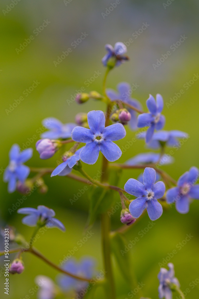 Forget me not flowers on a green background on a sunny day in springtime macro photography. Blooming Myosotis wildflowers with blue petals on a summer day close-up photo. Forget me not flowers on a green background on a sunny day in springtime macro photography. Blooming Myosotis wildflowers with blue petals on a summer day close-up photo.