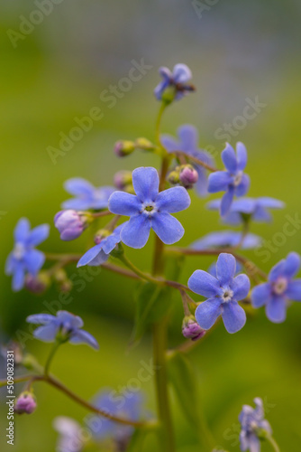 Fototapeta Naklejka Na Ścianę i Meble -  Forget me not flowers on a green background on a sunny day in springtime macro photography. Blooming Myosotis wildflowers with blue petals on a summer day close-up photo.