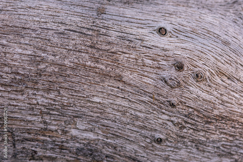 White Organic Wood Texture. Light Wooden Background. Old Washed Wood.