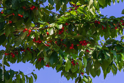 A photo of beautiful cherry trees with cherries in the orchard