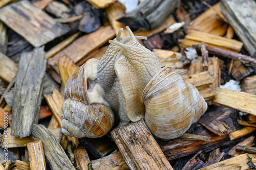 Two maiting Roman snails Gastropoda Helix pomatia photo