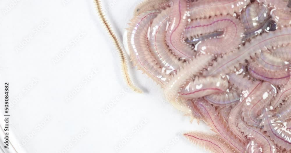 Sand Worm (Perinereis sp.) is the same species as sea worms (Polychaete), Living in a beach area with relatively shallow water levels for education in laboratory. Sand Worm (Perinereis sp.) is the same species as sea worms (Polychaete), Living in a beach area with relatively shallow water levels for education in laboratory.
