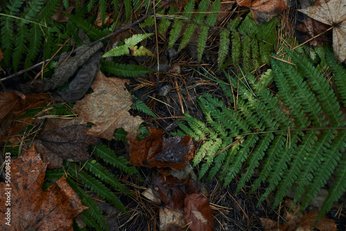 A variety of green botanical species fern clover round leafs shot in the dark autumn forest