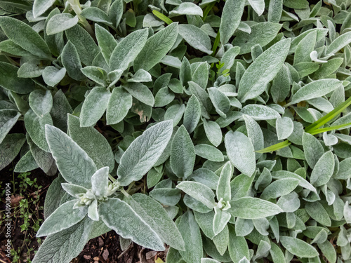 Obraz na plátně Lamb's ear (Stachys byzantina) 'Silver Carpet'