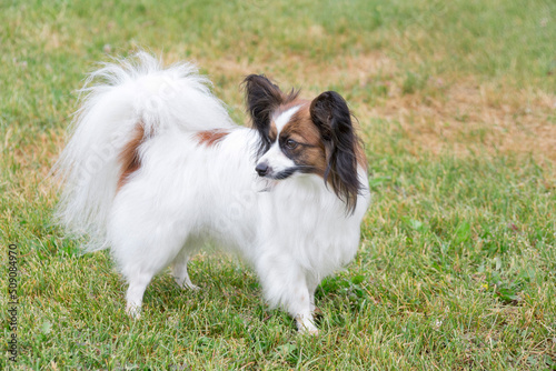 Cute continental toy spaniel puppy is standing on the green grass in the summer park. Pet animals. Purebred dog.