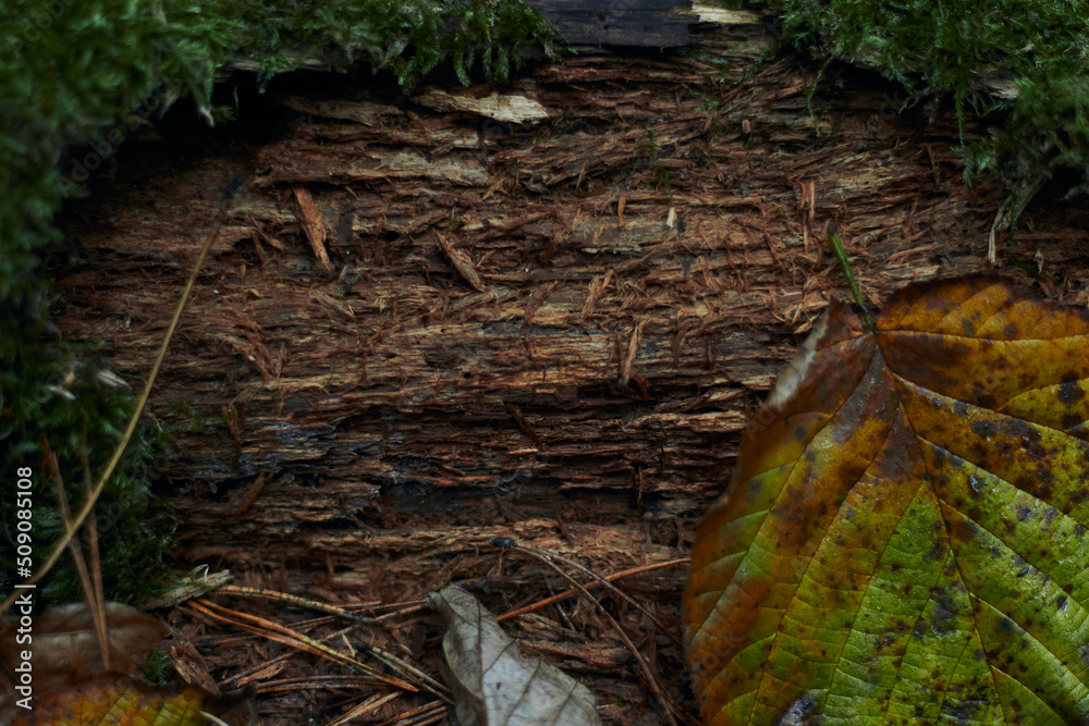 Obraz premium Dry autumn oak leaf on wet bark of a tree background with green moss and foliage after rain
