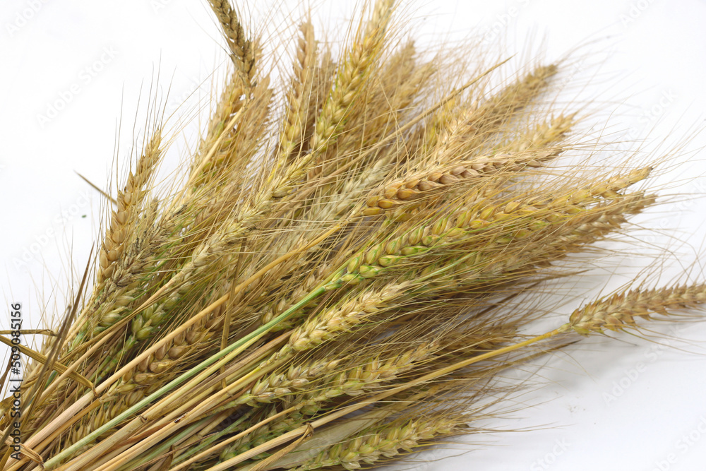 sheaf bunch of ears of cut wheat- sheaf bunch of ears of cut wheat-