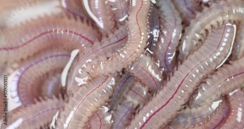 Sand Worm (Perinereis sp.) is the same species as sea worms (Polychaete), Living in a beach area with relatively shallow water levels for education in laboratory. photo