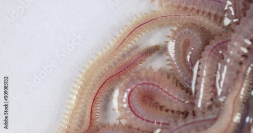 Sand Worm (Perinereis sp.) is the same species as sea worms (Polychaete), Living in a beach area with relatively shallow water levels for education in laboratory. photo