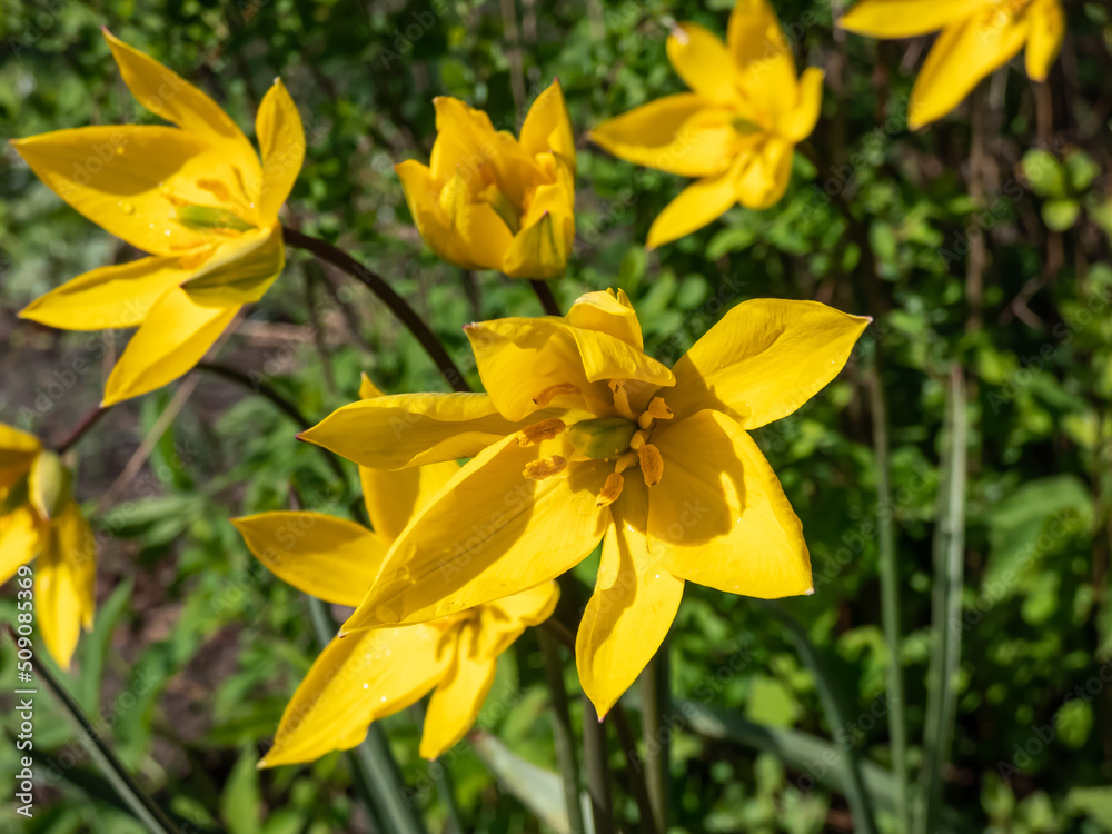 Close-up shot of scented, wild tulip or woodland tulip (Tulipa sylvestris) with bright, buttercup yellow flowers with a green rib running outside and pointed petals flowering Close-up shot of scented, wild tulip or woodland tulip (Tulipa sylvestris) with bright, buttercup yellow flowers with a green rib running outside and pointed petals flowering