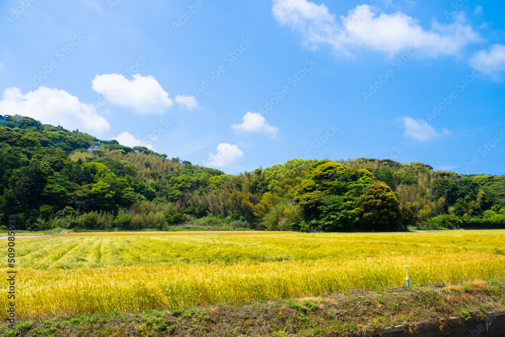 福岡県の糸島は小麦の産地の風景