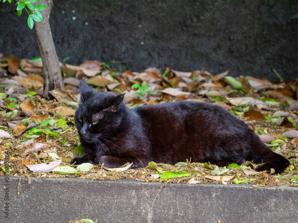 Black cat lying on fallen leaves (Sano, Tochigi, Japan) Black cat lying on fallen leaves (Sano, Tochigi, Japan)