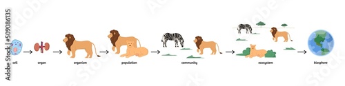 Biological hierarchy and ecosystem infographics, flat vector illustration isolated on white background.
