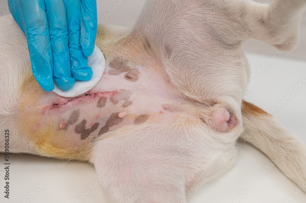 The veterinarian treats the dog's suture after a surgical operation. The veterinarian treats the dog's suture after a surgical operation.