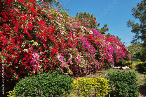 Wall of flowers close Pakistan Monument on Shakarparian Hills, Islamabad
