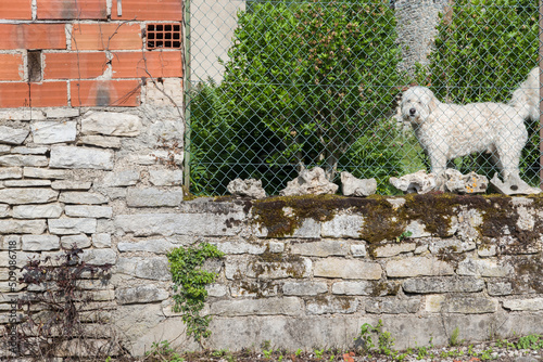 Un chien debout derrière un grillage sur un vieux mur. Un chien montant la garde. Un chien garde sa maison. photo