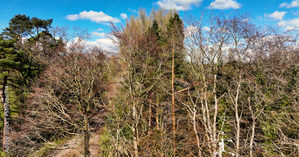 Aerial Photo of Randalstown Forest on Lough Neagh Antrim Northern Ireland