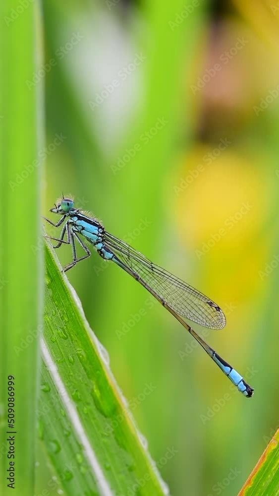 Blue tail dragonfly damselfly close up vertical video Blue tail dragonfly damselfly close up vertical video
