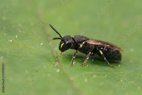 Detailed closeup on a female Common yellow faced bee, Hylaeus communis sitting on a green leaf © Henk