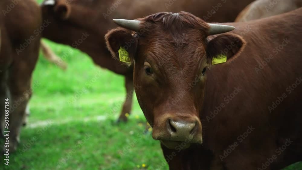 closeup of a beautiful brown cow bull looking coriously and insecure in the camera. Standing on a green meadow in front af the heard closeup of a beautiful brown cow bull looking coriously and insecure in the camera. Standing on a green meadow in front af the heard