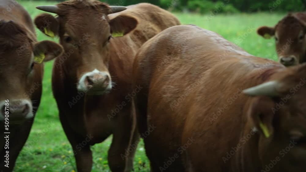 camera pan over a heard of beautiful brown cows looking at the camera and standing on a green meadow with forrest in the background camera pan over a heard of beautiful brown cows looking at the camera and standing on a green meadow with forrest in the background