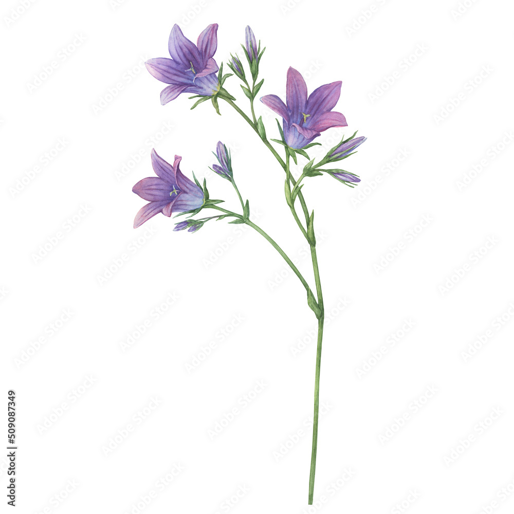 Close-up of blue spreading bellflower flowers (Campanula patula, little bell,  bluebell, rapunzel, harebell). Watercolor hand painting illustration on isolate white background.