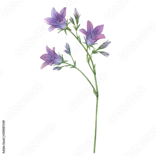 Close-up of blue spreading bellflower flowers (Campanula patula, little bell,  bluebell, rapunzel, harebell). Watercolor hand painting illustration on isolate white background.