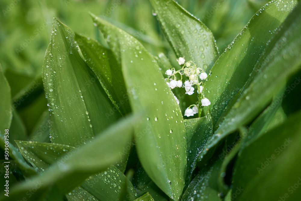 Blooming lily of the valley flowers dew or rain drops Blooming lily of the valley flowers dew or rain drops