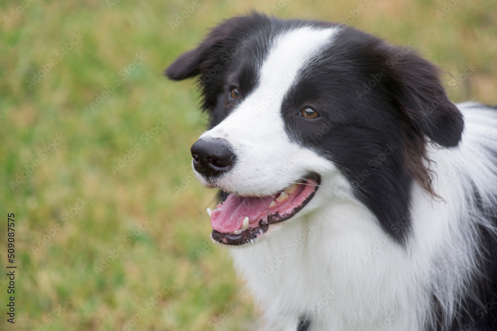 Portrait of border collie puppy is standing on the green grass in the summer park. Pet animals. Shepherd dog. Purebred dog.