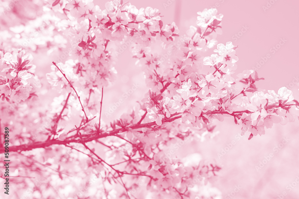 Obraz premium Cherry blossoms. Selective focus. Color toned.