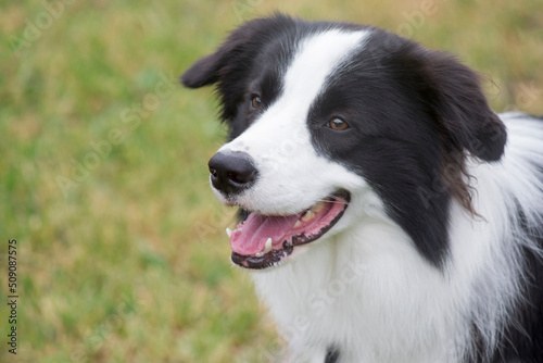 Portrait of border collie puppy is standing on the green grass in the summer park. Pet animals. Shepherd dog. Purebred dog.