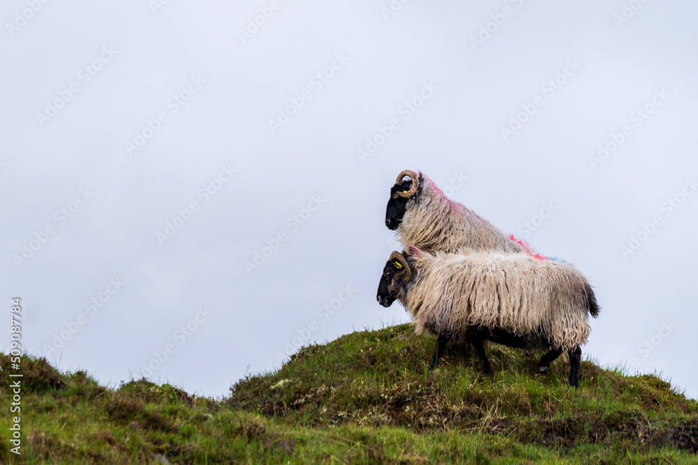 Obraz premium two mayo blackface sheep standing on a grassy hill in Wild Nephim national park Ireland