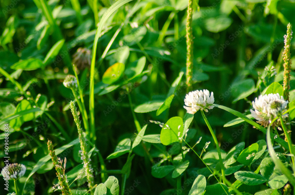 Obraz premium シロツメクサ
