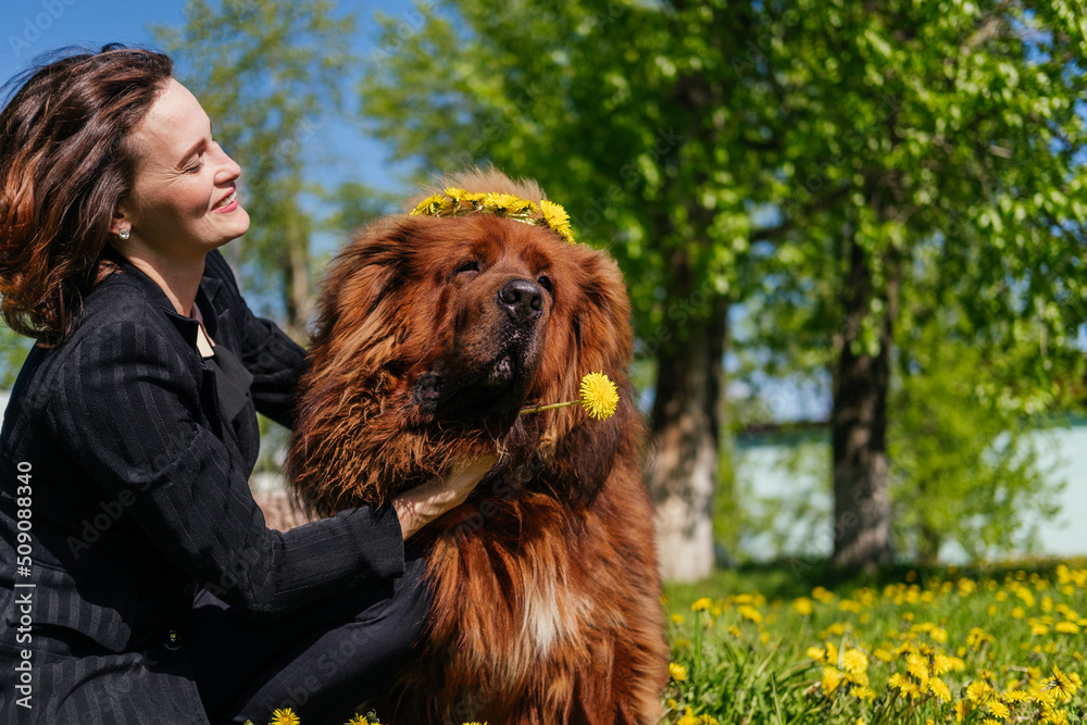 Fototapeta premium Smiling woman hugging tibetan mastiff dog with wreath of yellow flowers outdoors. Girl and dog playing in park