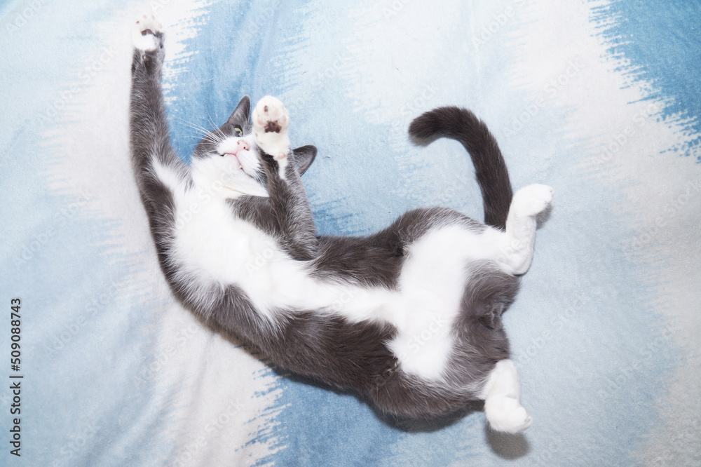 Fototapeta premium small gray cat with a white belly. Lies upside down with his stomach.