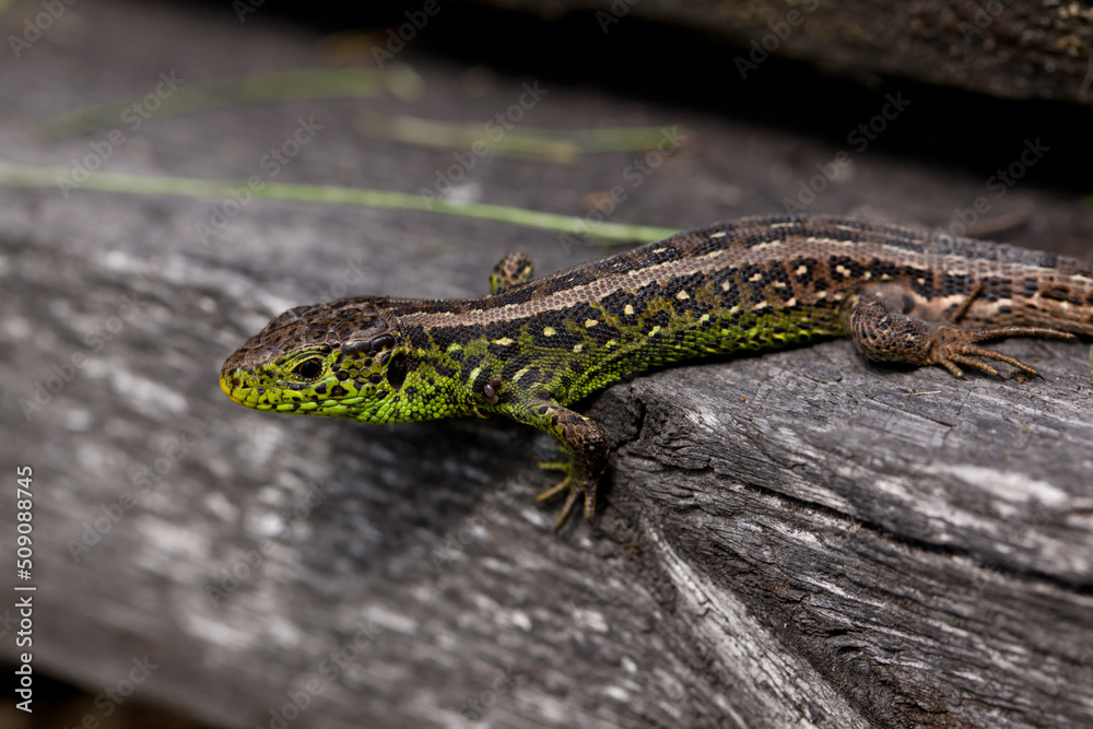 Lacerta agilis. An sand lizard with three ticks stuck in it. Lacerta agilis. An sand lizard with three ticks stuck in it.