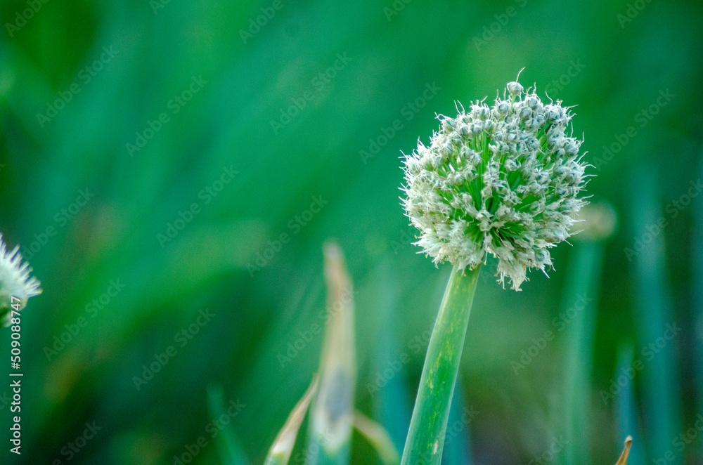 Obraz premium ネギ坊主