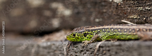 Lacerta agilis. Sand lizard lounging on a piece of old gray wood.