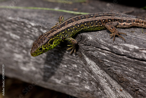 Lacerta agilis. Sand lizard lounging on a piece of old gray wood. Close-up.