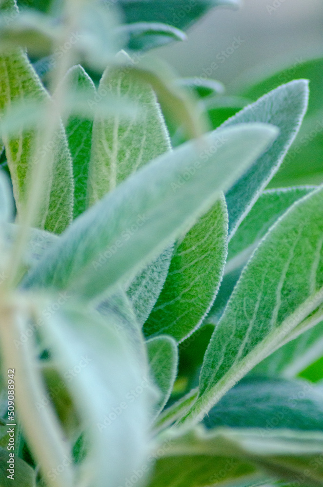 Obraz premium ラムズイヤー