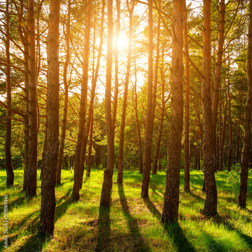 Sunset or dawn in a pine forest in spring or early summer.