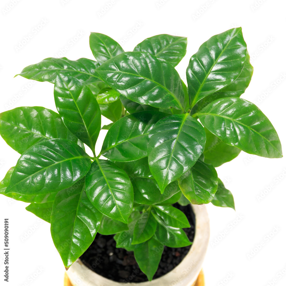 観葉植物、艶やかなコーヒーの木の葉【白背景】 観葉植物、艶やかなコーヒーの木の葉【白背景】