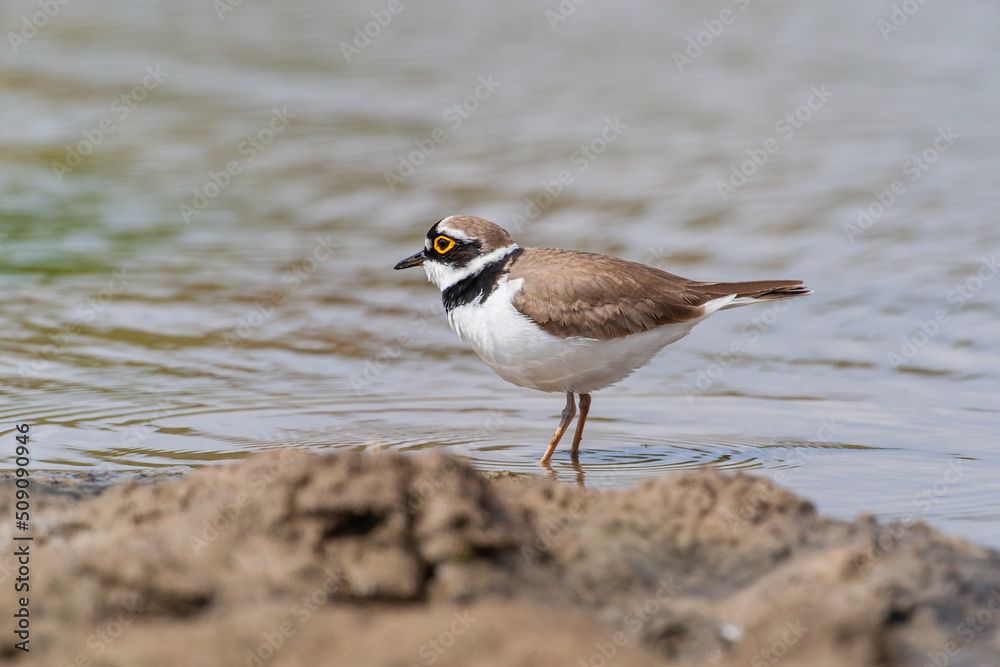 Little Ringed Plover (Charadrius dubius) feeding in the swamp Little Ringed Plover (Charadrius dubius) feeding in the swamp