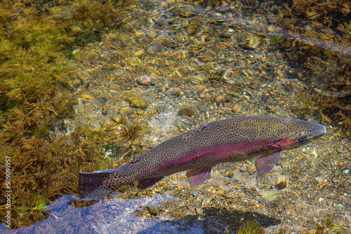 山梨県忍野八海のニジマス　学名：Oncorhynchus mykiss photo